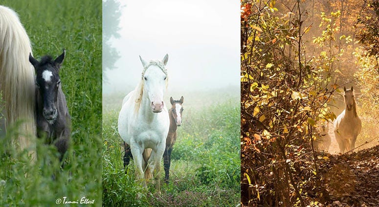 Wild horses in Missouri