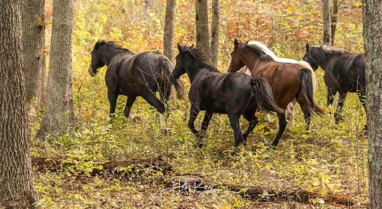Wild horses in Missouri