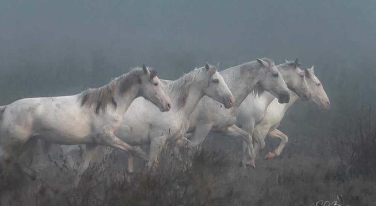 Wild horses in Missouri