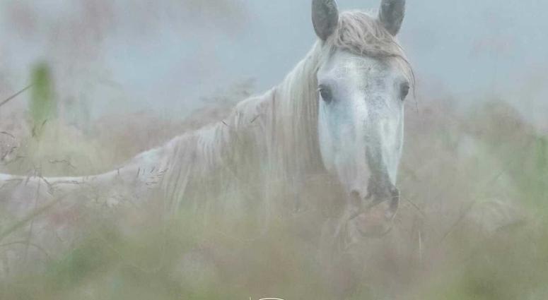 Wild horses in Missouri