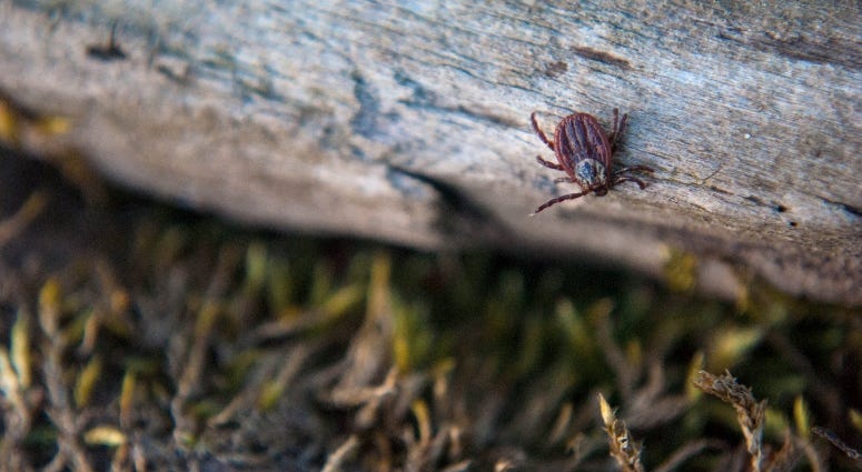 tick in the woods