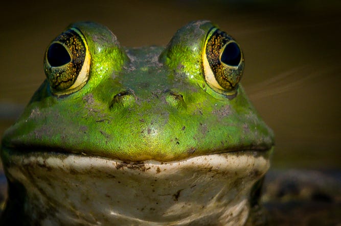 Frog Ears
