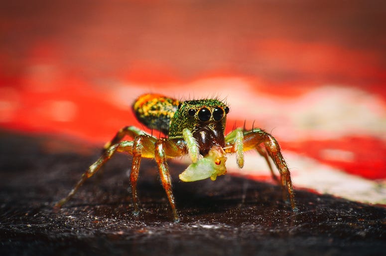 peacock spider