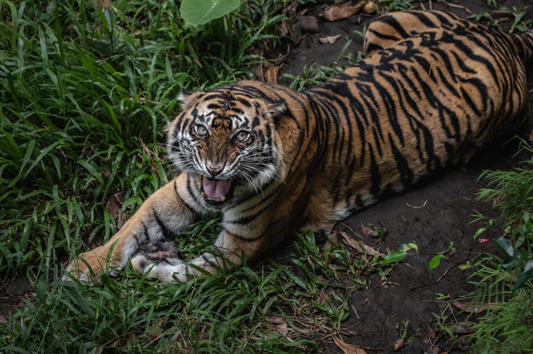 Houston Zoo