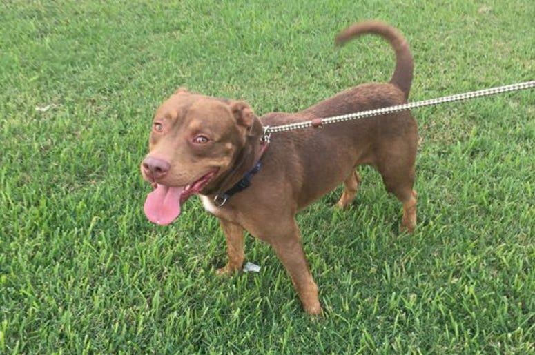 Pet of the Week - Mike Pet of the Week - Mike