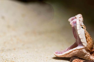 Copperhead Snake