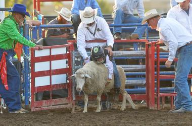 mutton bustin mutton bustin