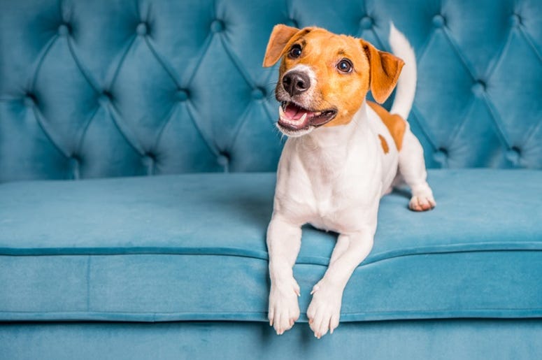 Dog
