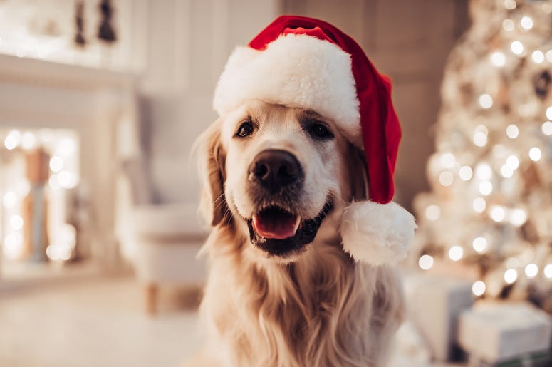 Dog wearing Santa hat