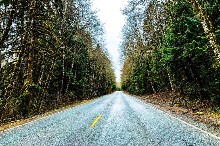drive in the woods