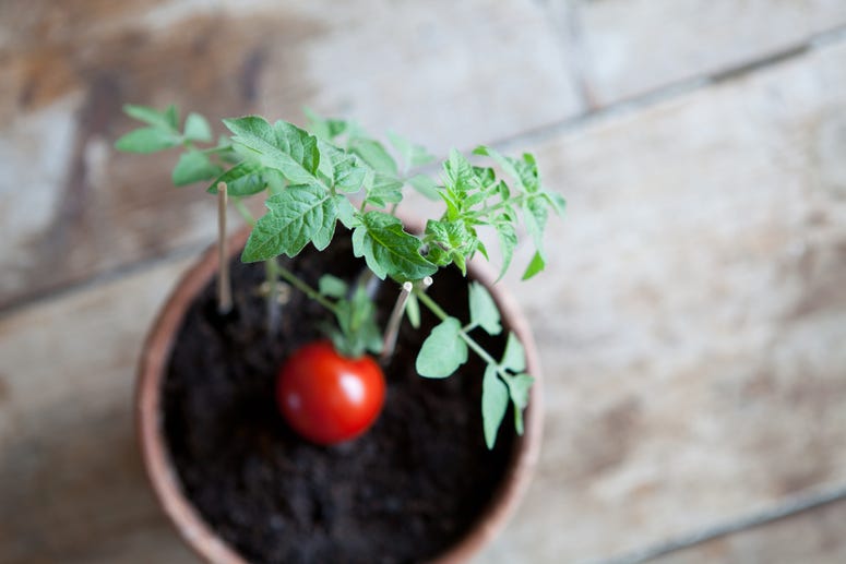 tomato plant