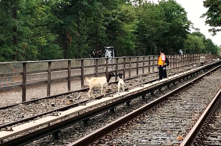 Goats stand on the subway tracks in the Brooklyn borough of New York. Goats stand on the subway tracks in the Brooklyn borough of New York.