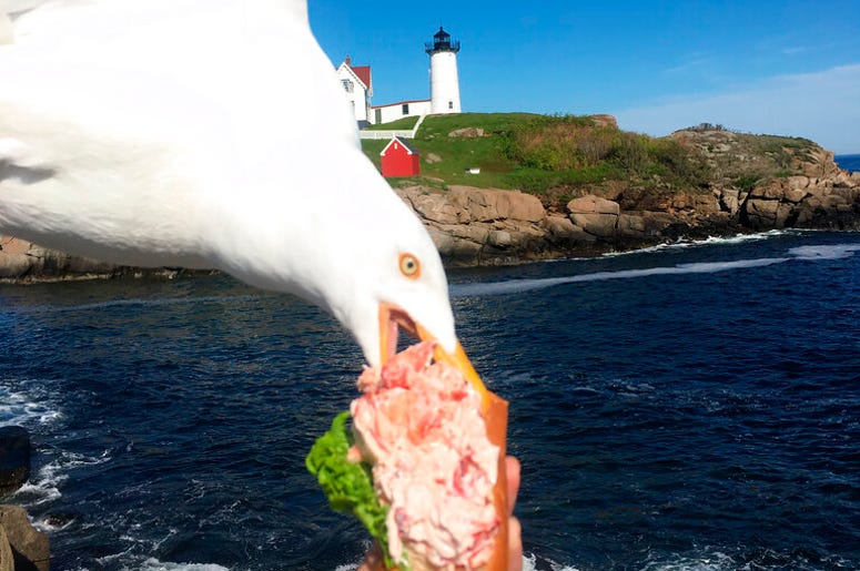 A seagull takes a bit of Jessop's lobster roll in York, Maine.