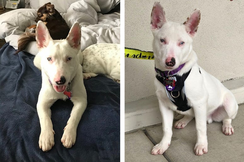 'Blitzen' 'Blitzen' (Photo credit: Furry Friends Rescue)