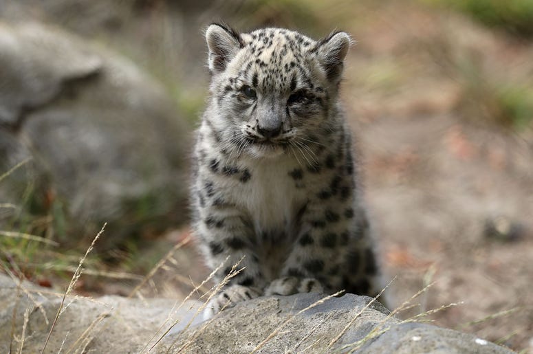 Snow leopard at SF Zoo