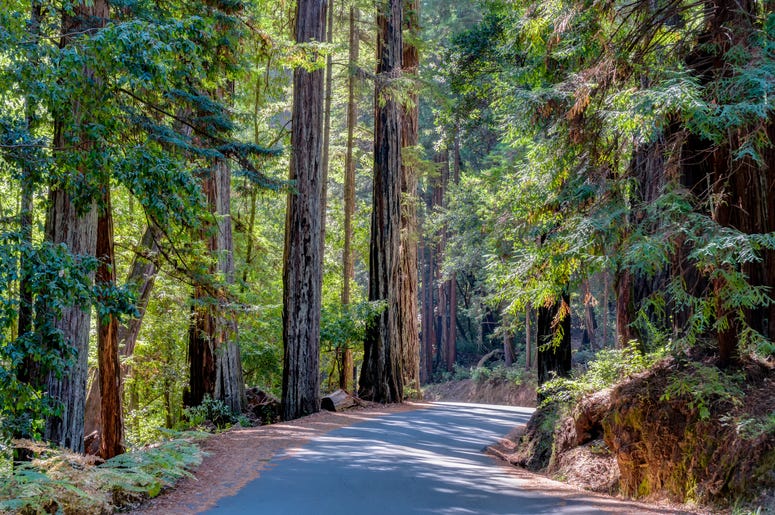 Big Basin Big Basin