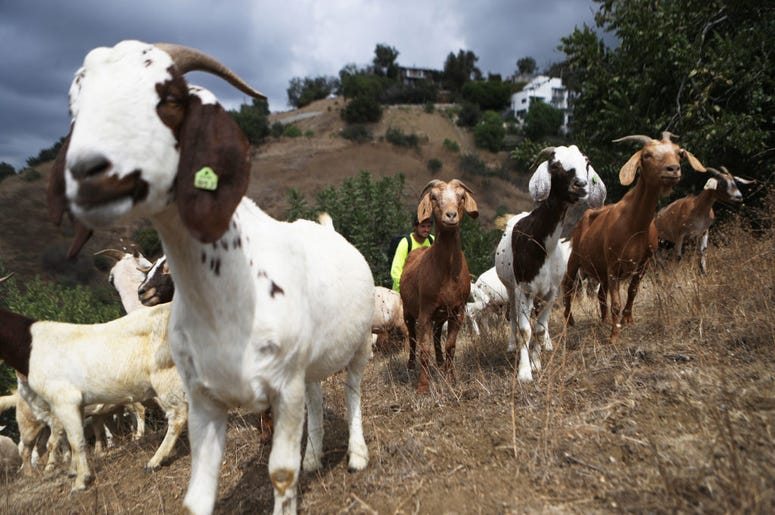 Goats Goats