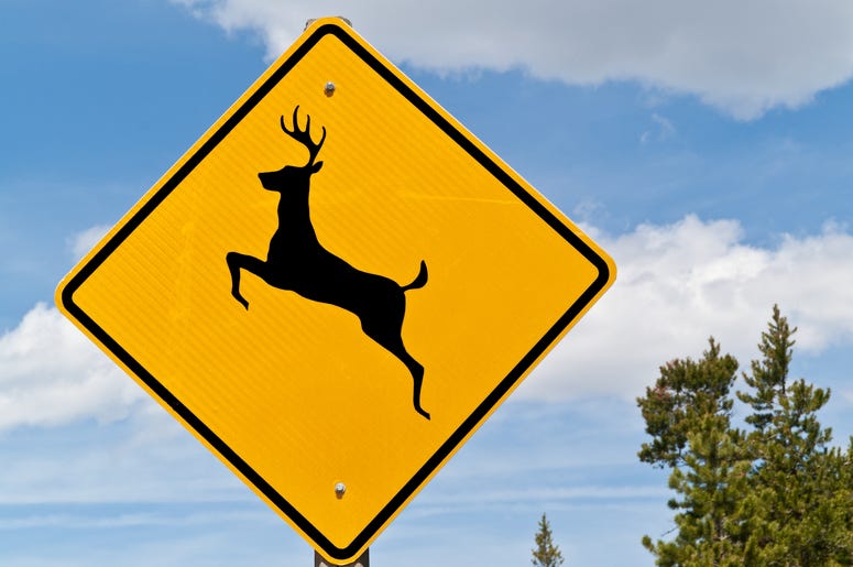 Deer crossing