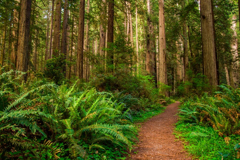 Redwoods