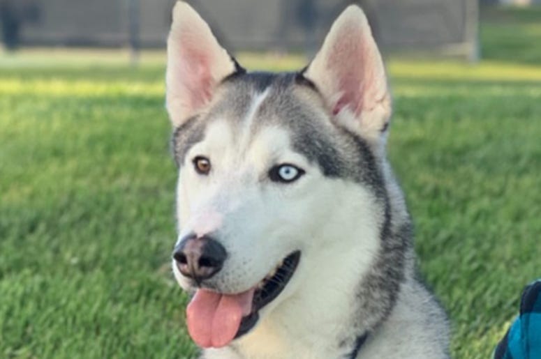 'Barney' 'Barney' (Photo credit: Nor Cal Sled Dog Rescue)