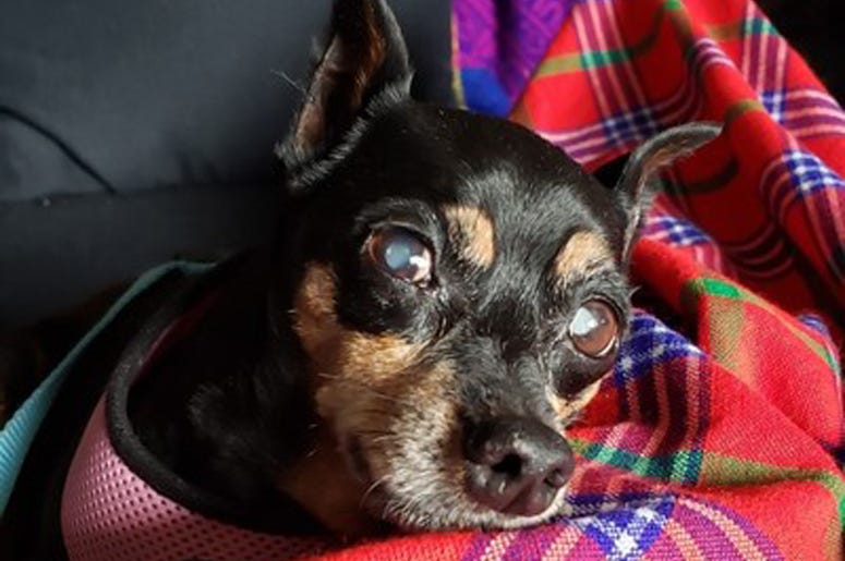 'Clever' 'Clever' (Photo credit: Muttville Senior Dog Rescue)