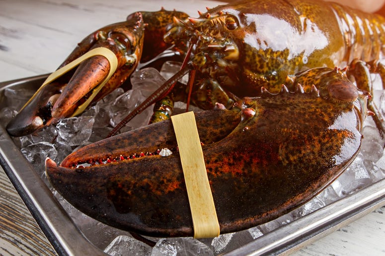 Lobster