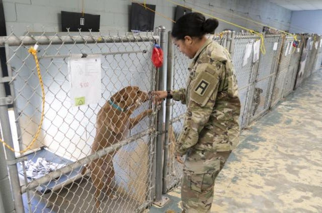 Veteran & dog