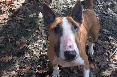 'Caprice' 'Caprice' (Photo credit: Bull Terrier Rescue)