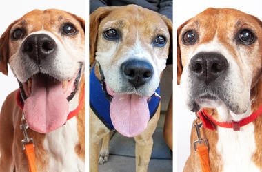 'Digby' 'Digby' (Photo credit: Muttville Senior Dog Rescue)