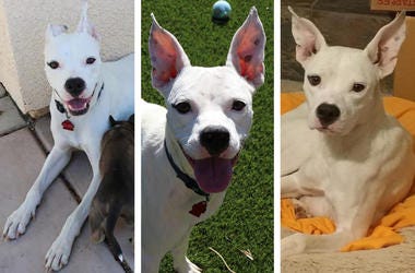 'Snow White' Snow White (Photo credit: Jake's Wish Dog Rescue)