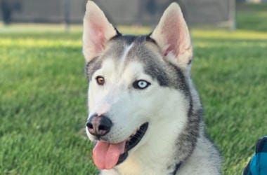 'Barney' 'Barney' (Photo credit: Nor Cal Sled Dog Rescue)