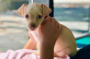 'Clementine' Clementine (Photo credit: Pound Puppy Rescue)