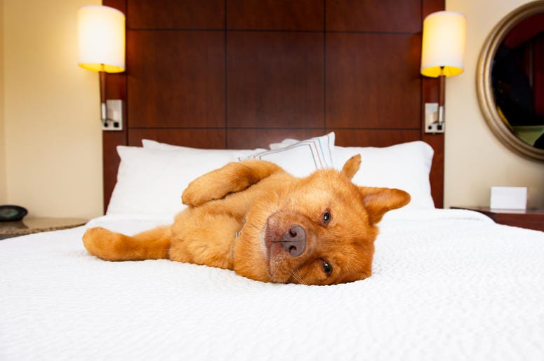 Dog on a hotel bed