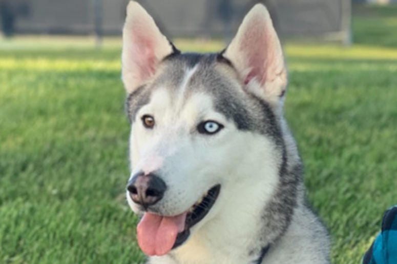 'Barney' 'Barney' (Photo credit: Nor Cal Sled Dog Rescue)