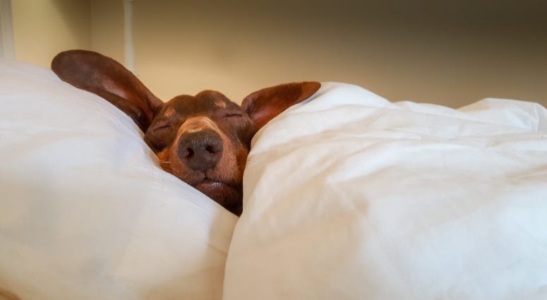 Dachshund 775x515