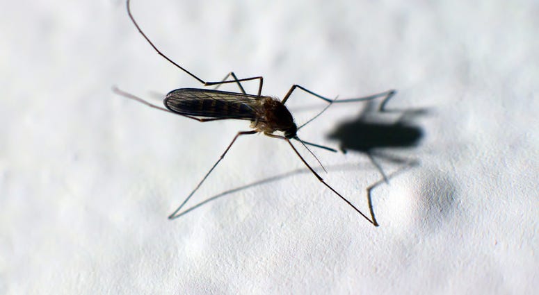Mosquito
