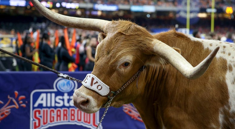 Bevo at 2019 Sugar Bowl