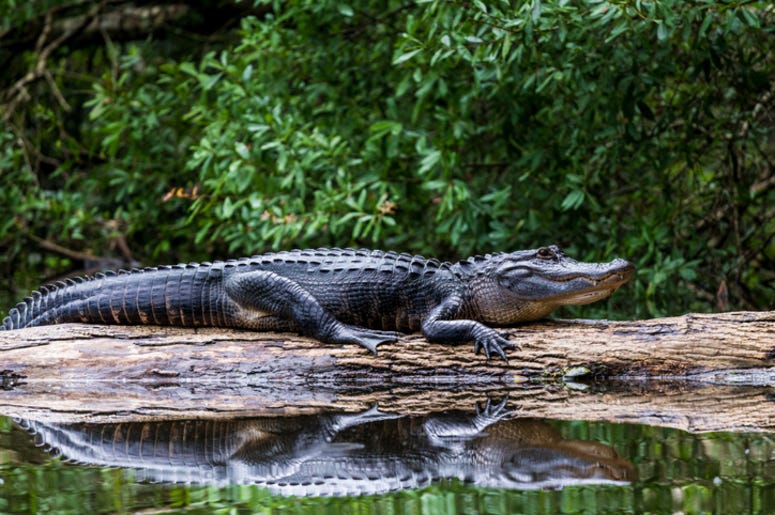 Alligator Alligator