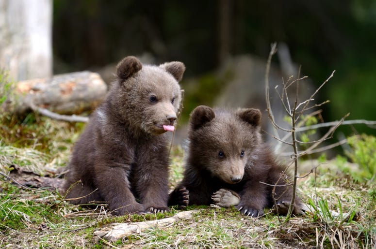 Bear_Cub Bear_Cub