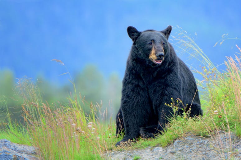 Black_Bear Black_Bear