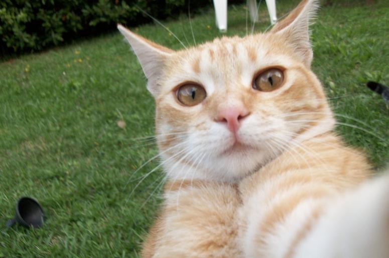 Cat screams Goal Cat screams Goal