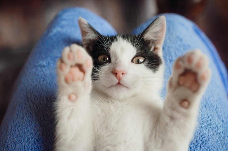 Cat Cat