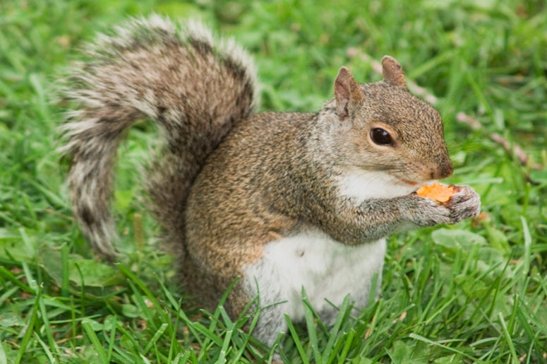 Cheetos_Squirrel Cheetos_Squirrel