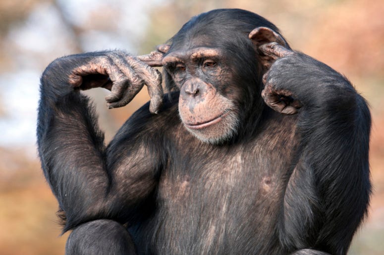 Chimpanzee Chimpanzee