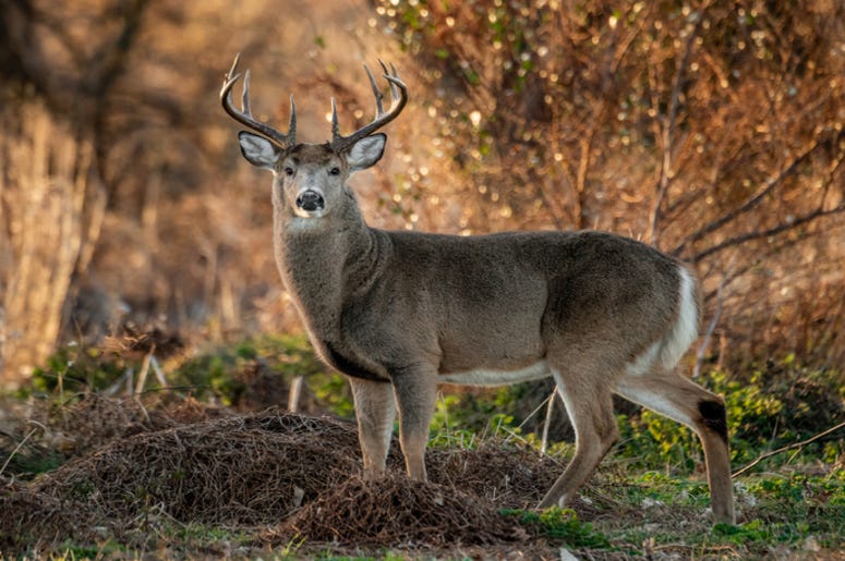 Deer Deer