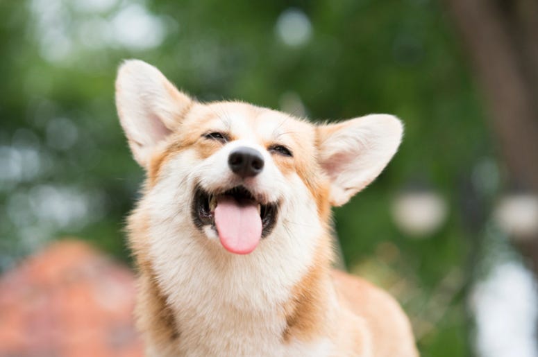 Dog Dog