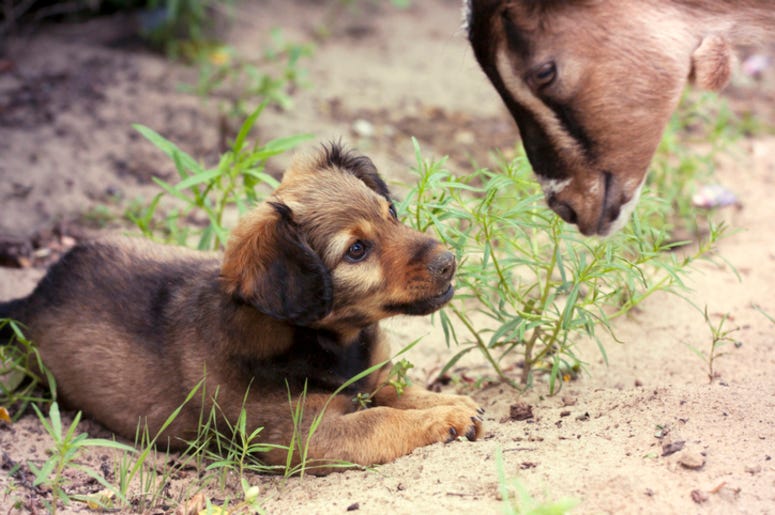 Dog_And_Goat Dog_And_Goat
