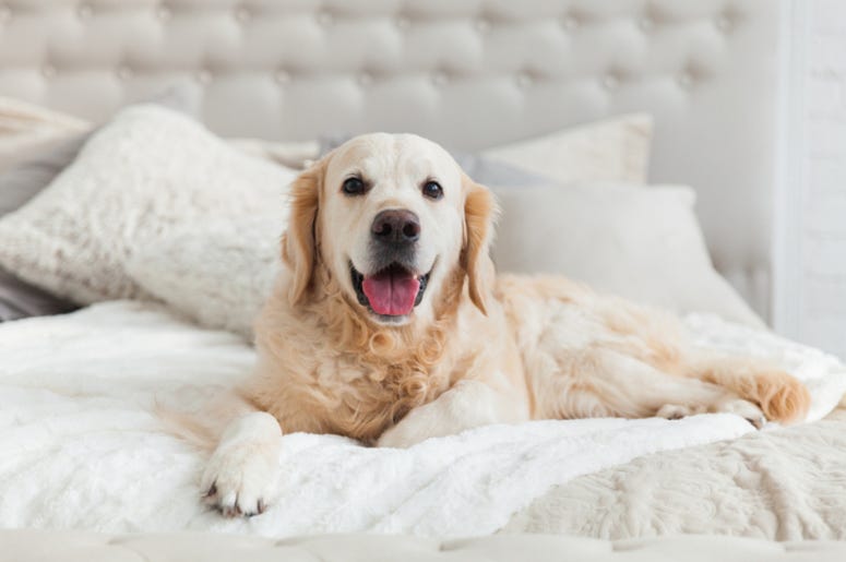 Dog_In_bed Dog_In_bed