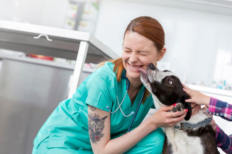 Dog_Vet Dog_Vet