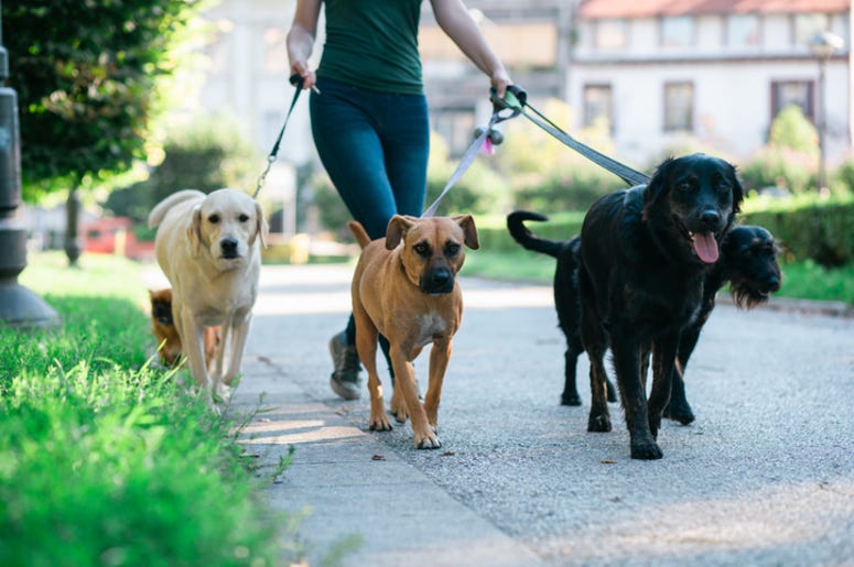 Dog_Walking Dog_Walking